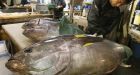UN rejects export ban on Atlantic bluefin tuna