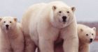 Global polar bear trade ban defeated