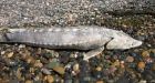 European, Asian sturgeon numbers dwindling: Report