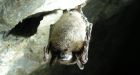 Lethal bat-killing disease discovered in Canada