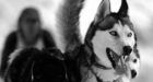 Nunavut panel to release sled dog slaughter report