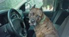 Dog is sentenced after eating police car