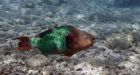 Death of coral reefs could devastate nations