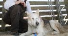 Dog dumped on highway struck by car