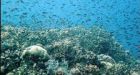 Australia alert over oil leak on Great Barrier Reef