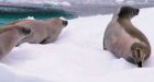 N.L. harp seal hunt set to begin