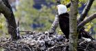 B.C.'s eagle webcams an internet sensation