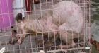 �Oriental yeti� that looks like a bear without fur shipped for tests