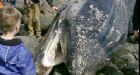 B.C. whale likely starved to death: scientist