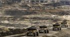 Oilsands deadly for everything from bears to voles