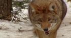 N.S. considers coyote bounty after attack