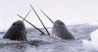 New narwhal survey boosts population estimate