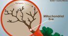 Are we all descended from a common female ancestor?