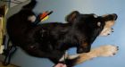 Puppy shot with hunting arrow near Whistler, B.C.