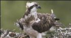 RSPB fake nests aim to lure ospreys to southern England
