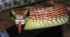 Amorous slug, orange snake among finds on Borneo