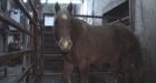 Alberta horse slaughterhouse probed by RCMP