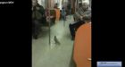 When animals ride public transit