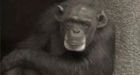 Chimpanzees show human-like awareness of death