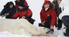Putin attaches satellite tag to Arctic polar bear