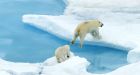Grizzlies, polar bears interbreeding, DNA test shows