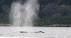 1st grey whale in 100 years spotted in Howe Sound