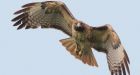 Red-tailed hawk soaring above competitors in search for Canada's national bird