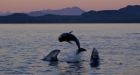 Dolphin display delights West Coast animal lovers