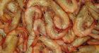 Sustainable seafood celebrated at prawn festival
