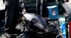 Dead orca calf found near Victoria