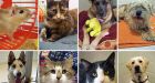 OSPCA to euthanize 350 animals at York Region shelter
