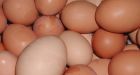 Eggs blamed for B.C.'s rise in salmonella