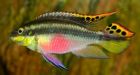 Fish may be smarter than we think