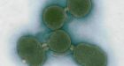 Synthetic cell worries farm group