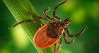 Lyme disease-carrying ticks found in Alberta