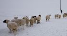 Europe wises up on global warming hysteria