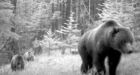 Alberta grizzly protection lacking