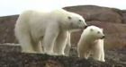 Polar bears not at risk: Nunavut