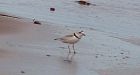Piping plovers on P.E.I. 'really in trouble'