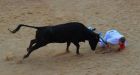 Raging bull, running matador: Mexican bullfighter drops cape, leaps wall and flees ring