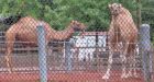Tiger, two camels missing in truck stolen from Montreal area
