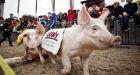 H1N1 swaps genes with other pig viruses: scientists
