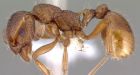 The European fire ant