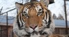 Zoo animals found safe and sound