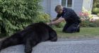 Bear shot dead in West Vancouver