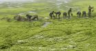 Big algae bloom expanding off China's east coast