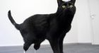 British cat gets bionic paws