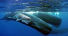 Toxic metals in whales threat to humans: study