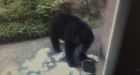 Video shows bear wandering West Van