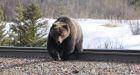 Male grizzly killed by train west of Banff, Alta., while feeding on vegetation